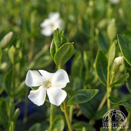 PERIWINKLE (VINCA) ALBA 3IN