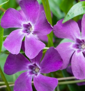 PERIWINKLE (VINCA) ATROPURPUREA 3IN
