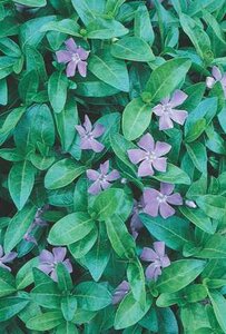 PERIWINKLE (VINCA) BOWLES 1G