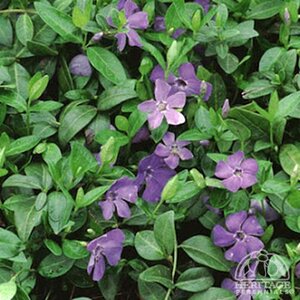 PERIWINKLE (VINCA) BOWLES 4IN