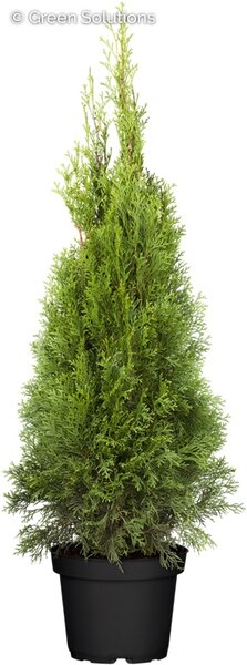 PETITE EMERALD CEDAR 40 CM