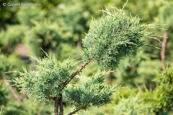 PFITZER JUNIPER ORIENTAL POM POM - image 1