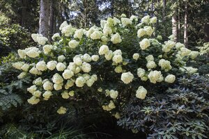 PHANTOM HYDRANGEA 3G - image 5