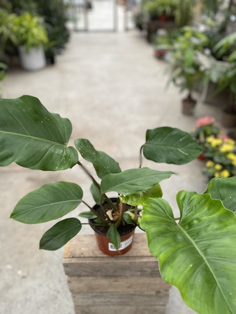 PHILODENDRON JUNGLE BOOGIE 6"