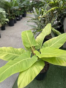 PHILODENDRON MELONII GOLD 10"