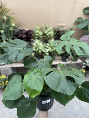 Philodendron Monstera 10"