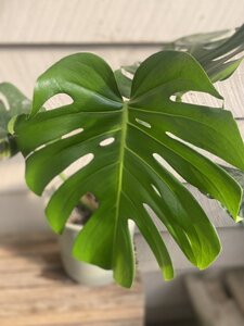 Philodendron Monstera 6"