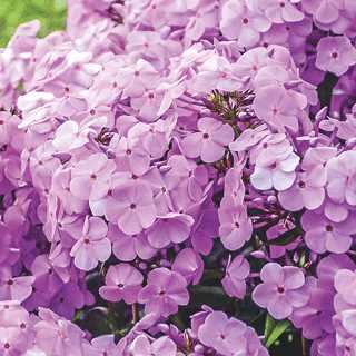 PHLOX FASHIONABLY EARLY PRINCESS 1G