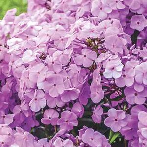 PHLOX FASHIONABLY EARLY PRINCESS 1G