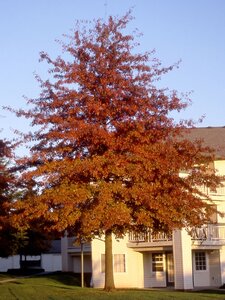PIN OAK 225CM