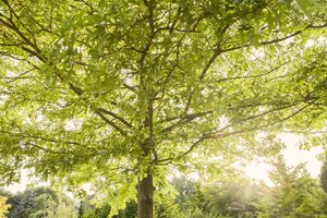 PIN OAK 300CM 