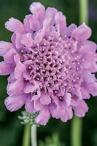 PINCUSHION FLOWER FLUTTER ROSE 1G