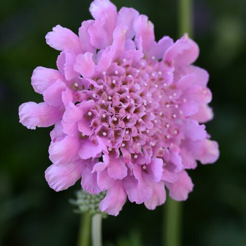 PINCUSHION FLOWER FLUTTER ROSE PINK 4IN