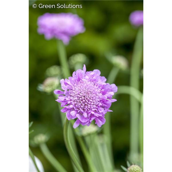 PINCUSHION FLOWER PINK MIST 1G