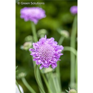 PINCUSHION FLOWER PINK MIST 1G