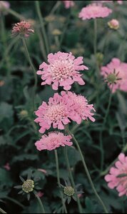 PINCUSHION FLOWER PINK MIST 4IN