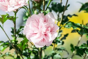 PINK CHIFFON ROSE OF SHARON 40CM - image 5