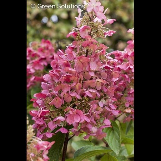 PINK DIAMOND HYDRANGEA (Panicle) 100 STD