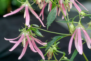 PINK OCTOPUS BELLFLOWER 1G