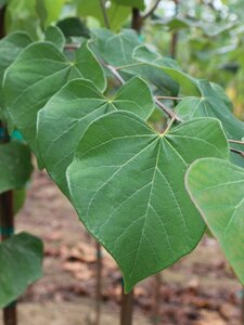 PINK POM POMS REDBUD 150 CM