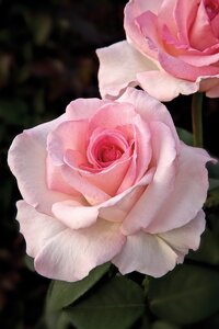 PINK PROMISE ROSE (Hybrid Tea) 2G (3 Month Warranty)
