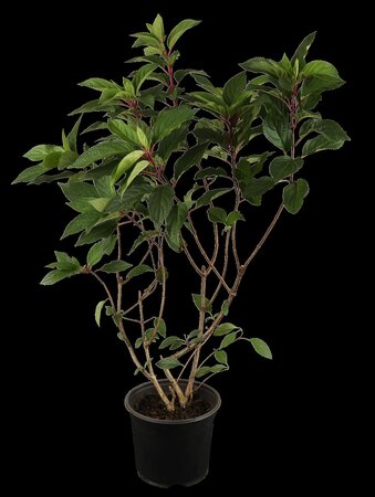 PINKY WINKY HYDRANGEA 100CM STD - image 1