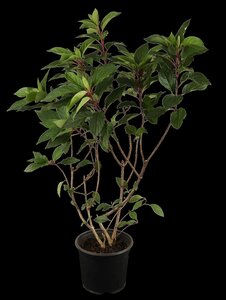 PINKY WINKY HYDRANGEA 100CM STD - image 1