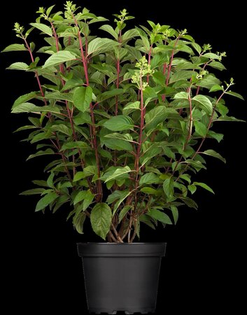PINKY WINKY HYDRANGEA 100CM STD - image 2