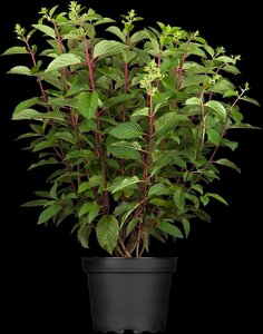 PINKY WINKY HYDRANGEA 100CM STD - image 2