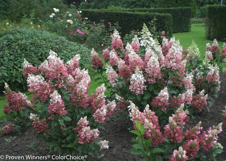 PINKY WINKY HYDRANGEA 40CM - image 1