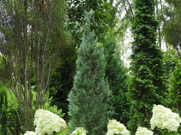 PINPOINT BLUE FALSE CYPRESS 175CM