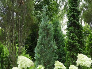PINPOINT BLUE FALSE CYPRESS 175CM