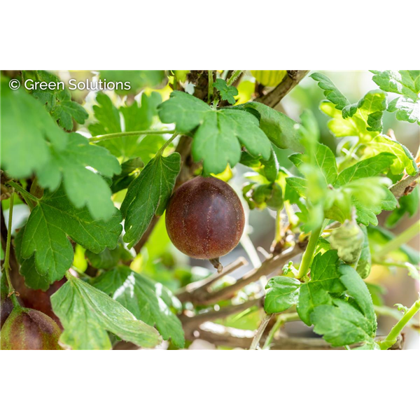 PIXWELL GOOSEBERRY 2 G