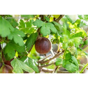PIXWELL GOOSEBERRY 2 G