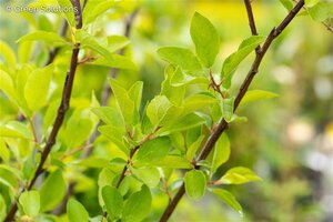 PLUM 4 IN 1  (3 month warranty)