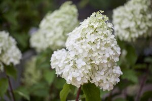 POLAR BEAR HYDRANGEA 30CM - image 4