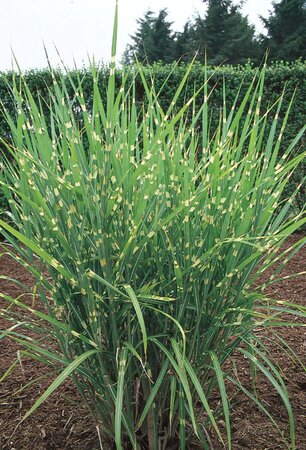 PORCUPINE GRASS STRICTUS 2G