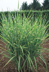 PORCUPINE GRASS STRICTUS 2G