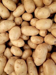 POTATO SEED KENNEBEC 2kg