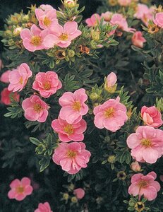 POTENTILLA PINK BEAUTY 30CM