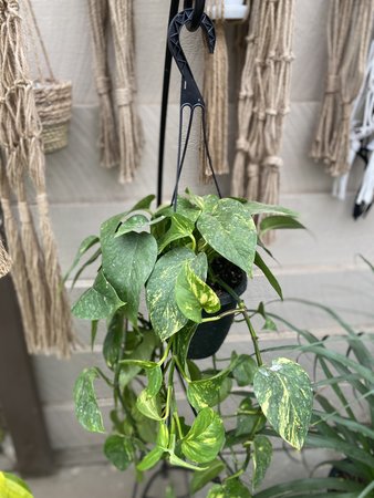 POTHOS ASST 6" HB