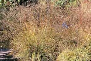 PRAIRIE DROPSEED NATIVE 1G