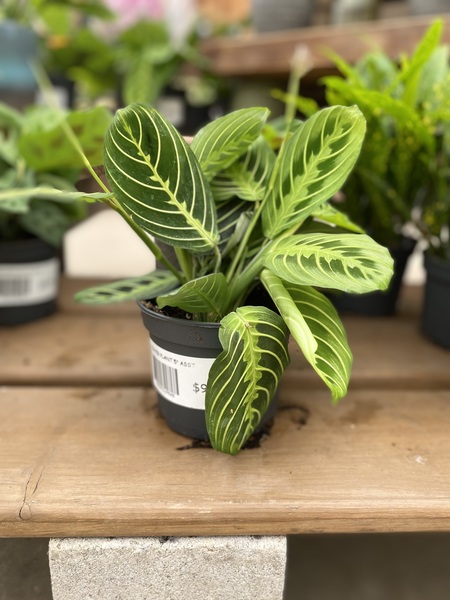 PRAYER PLANT 5" ASST