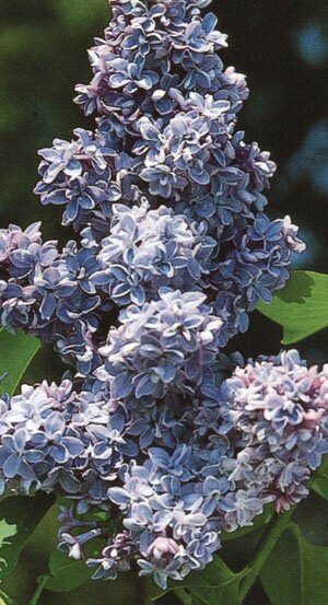 PRESIDENT GREVY LILAC 40 CM
