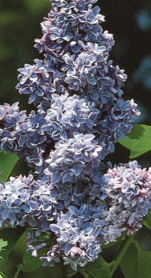 PRESIDENT GREVY LILAC 40 CM