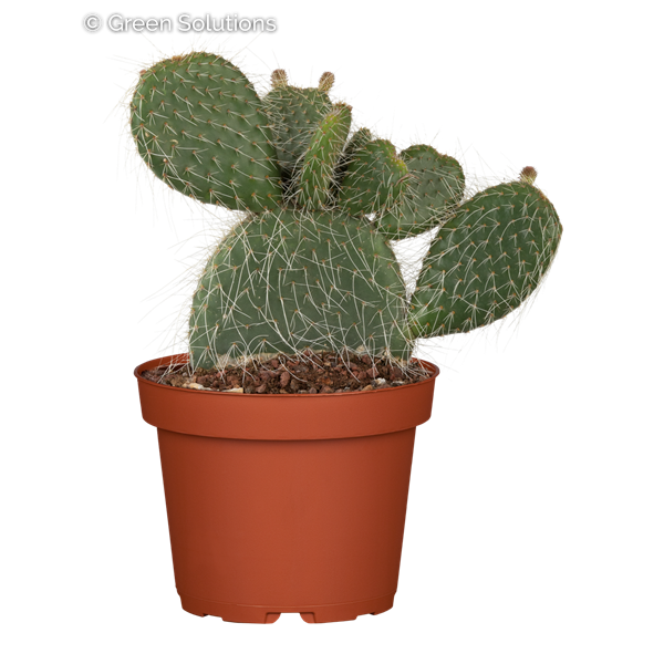 PRICKLY PEAR CACTUS 1L