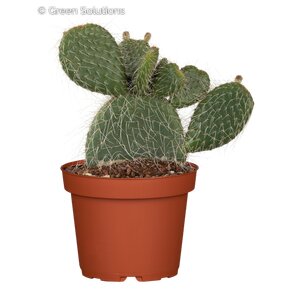 PRICKLY PEAR CACTUS 1L