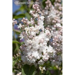 PRIDE OF MOSCOW LILAC 60 CM
