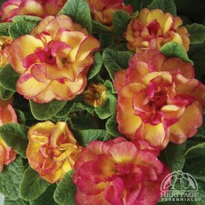 PRIMROSE BELARINA NECTARINE 1G