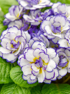 PRIMROSE BELARINA RHAPSODY 1G